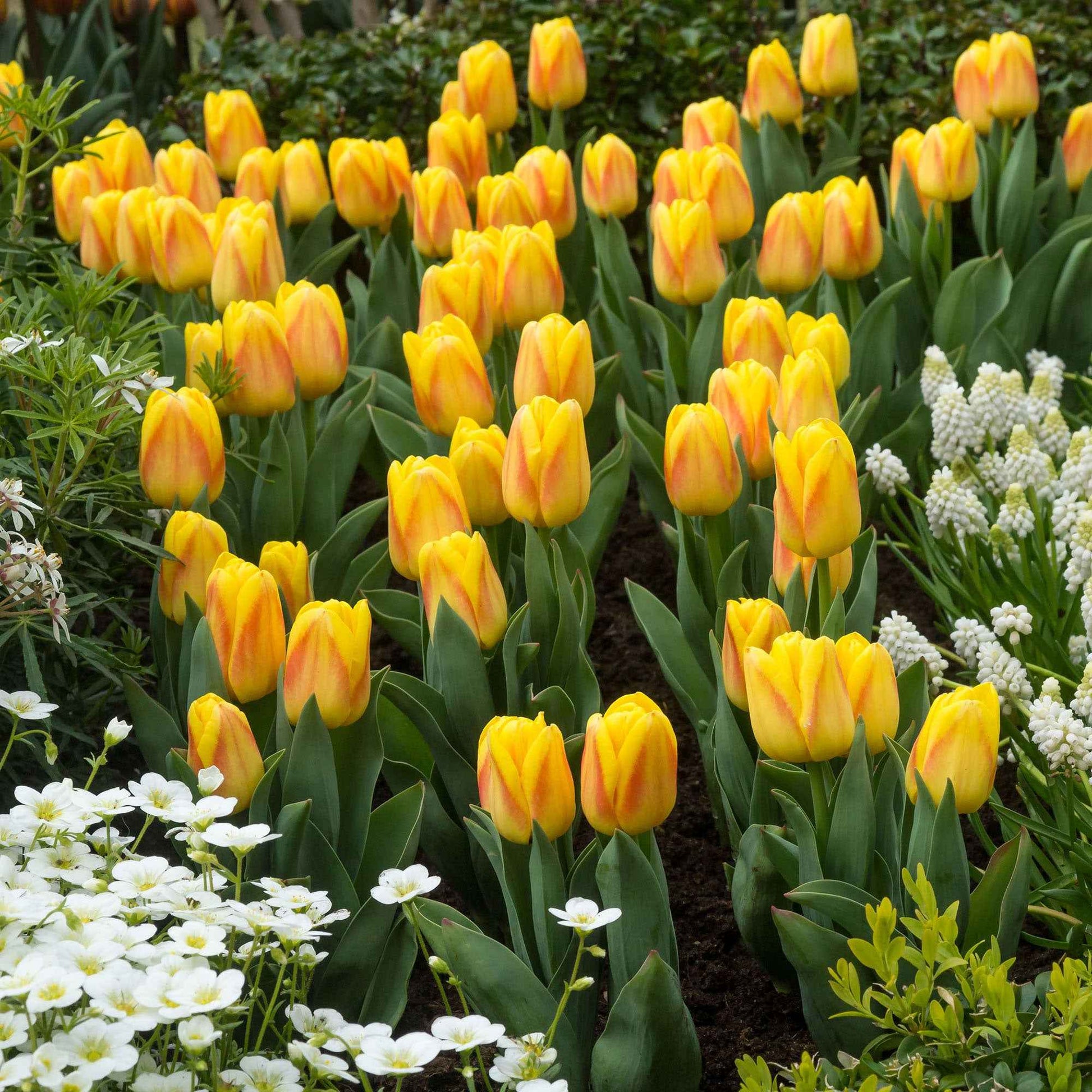 12x Tulpen Tulipa Ice Lolly Geel-Rood - Alle populaire bloembollen