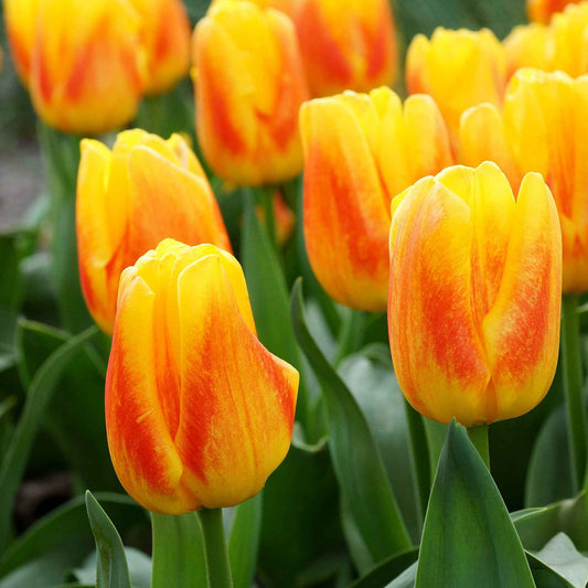 12x Tulpen Tulipa Ice Lolly Geel-Rood - Alle bloembollen