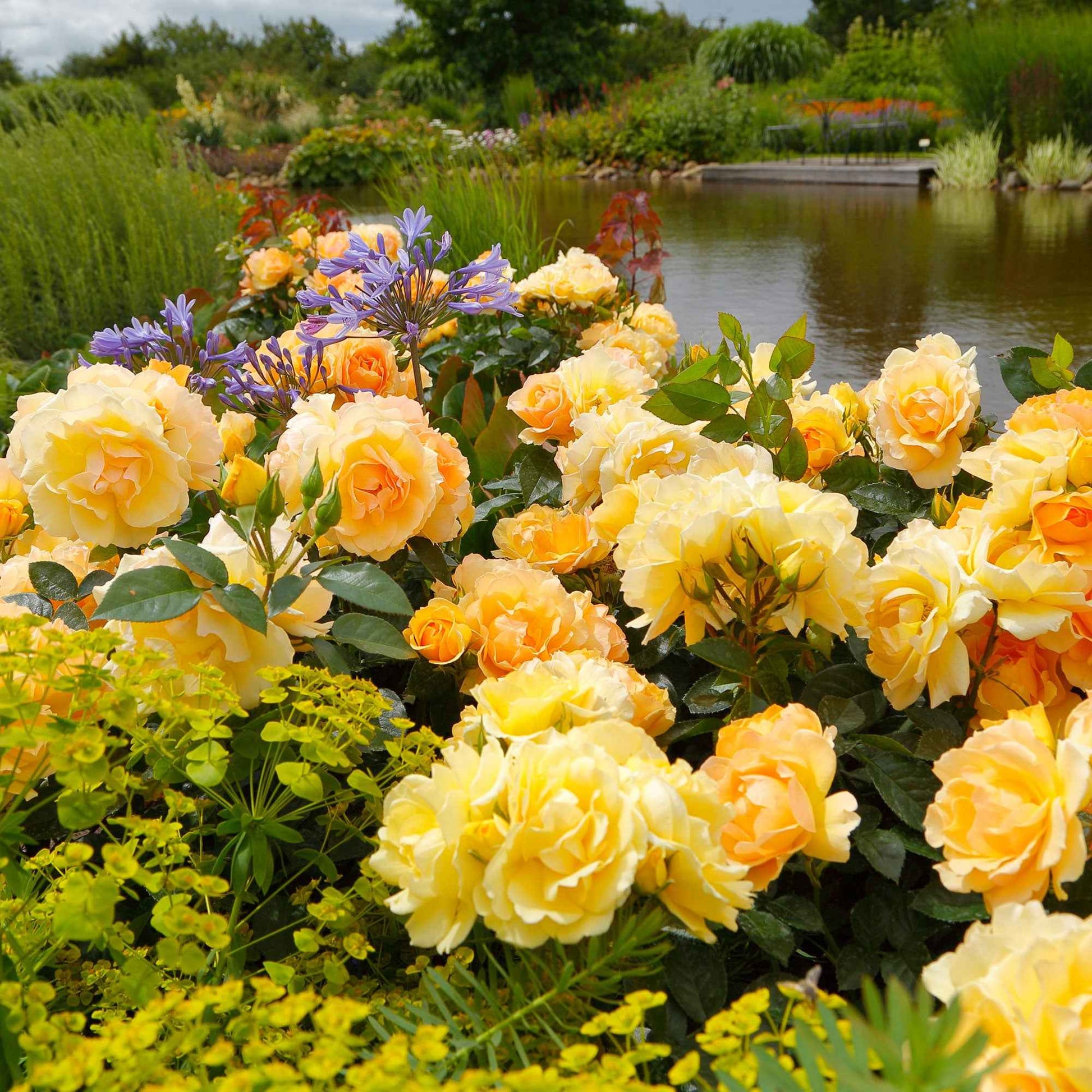 Grootbloemige roos Rosa Hansestadt Rostock ® Oranje - Winterhard - Grootbloemige rozen