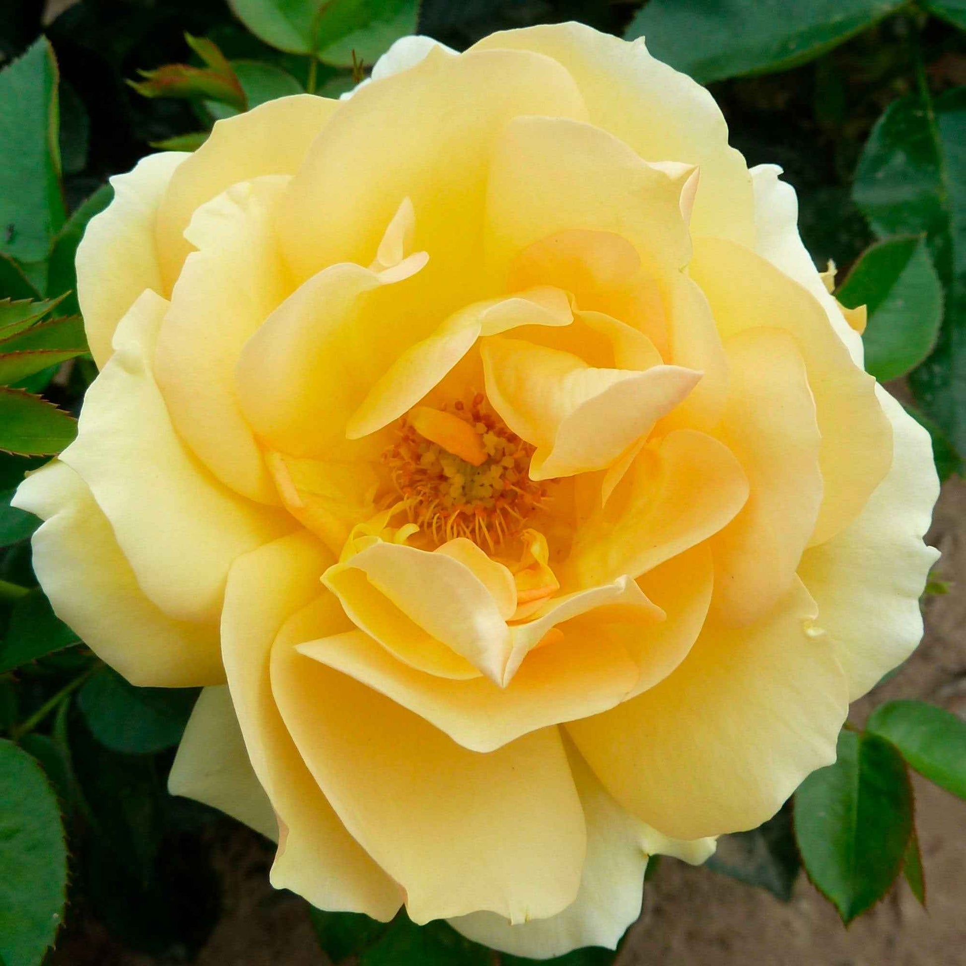 Grootbloemige roos Rosa Hansestadt Rostock ® Oranje - Winterhard - Plantsoort