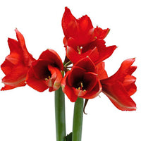 Wax Amaryllis Cheetah - Amaryllis