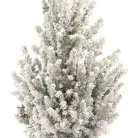 Kerstboom Picea glauca met sneeuw - Alle bomen en hagen