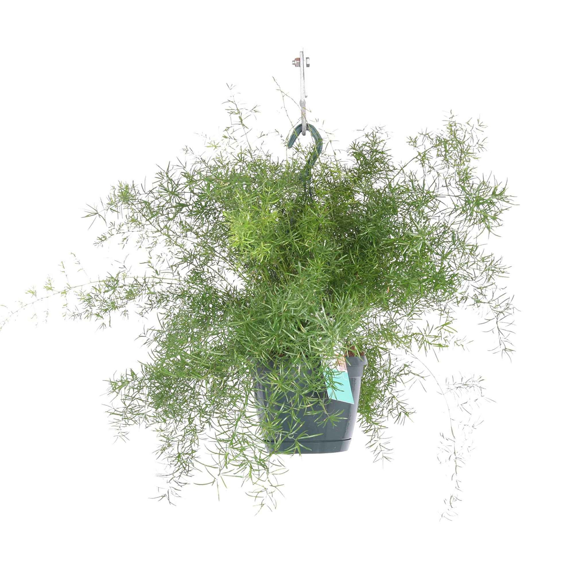 Sierasperge Asparagus Sprengerii incl. kunststof hangpot - Groene kamerplanten