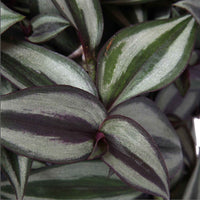 Vaderplant Tradescantia zebrina Purpusii - Hangplant - Groene kamerplanten