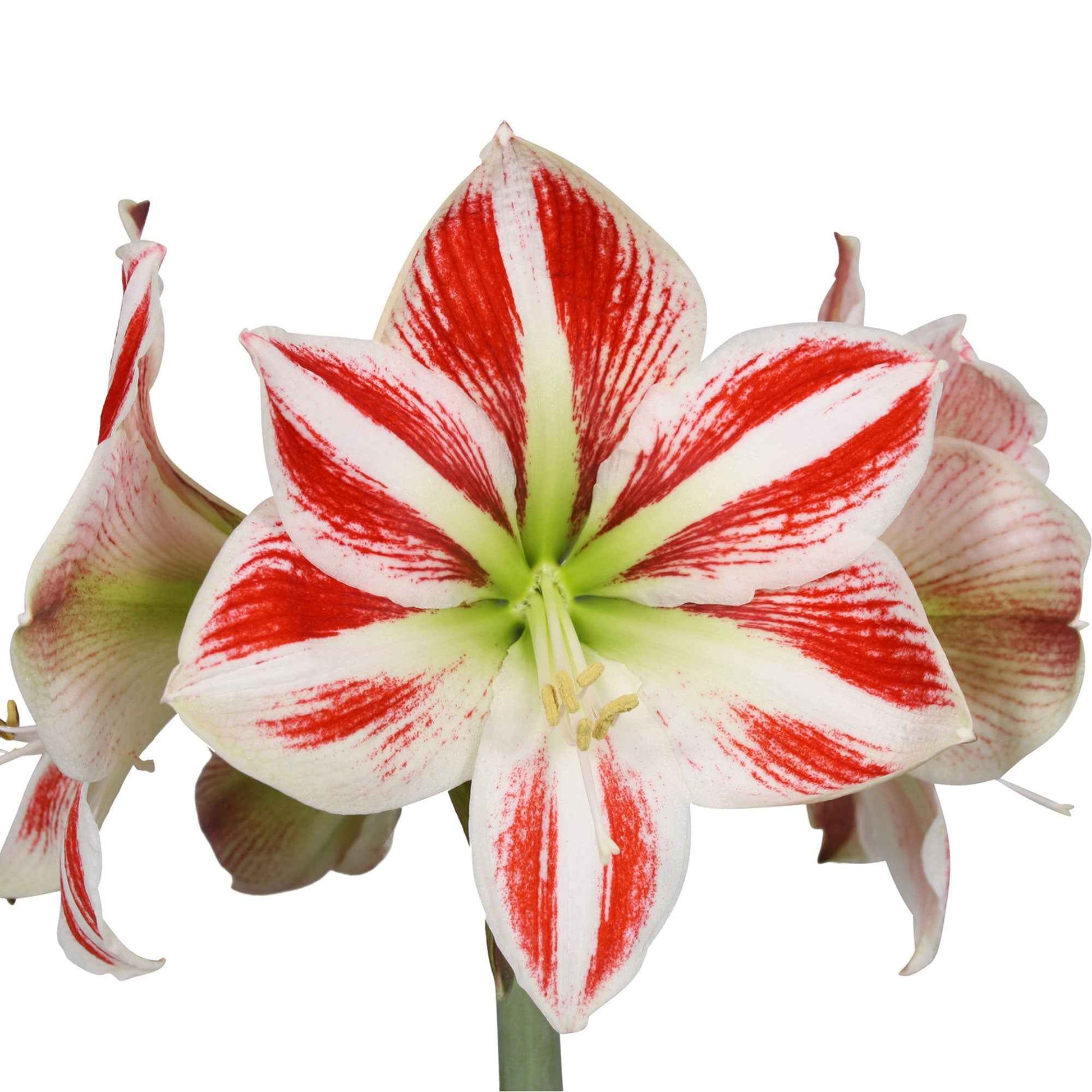 2x Amaryllis Hippeastrum Striped rood-wit incl. sierpotten - Alle populaire bloembollen