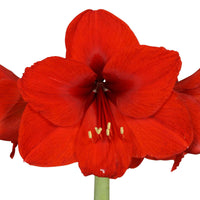 2x Amaryllis Hippeastrum rood incl. sierpotten - Alle bloembollen