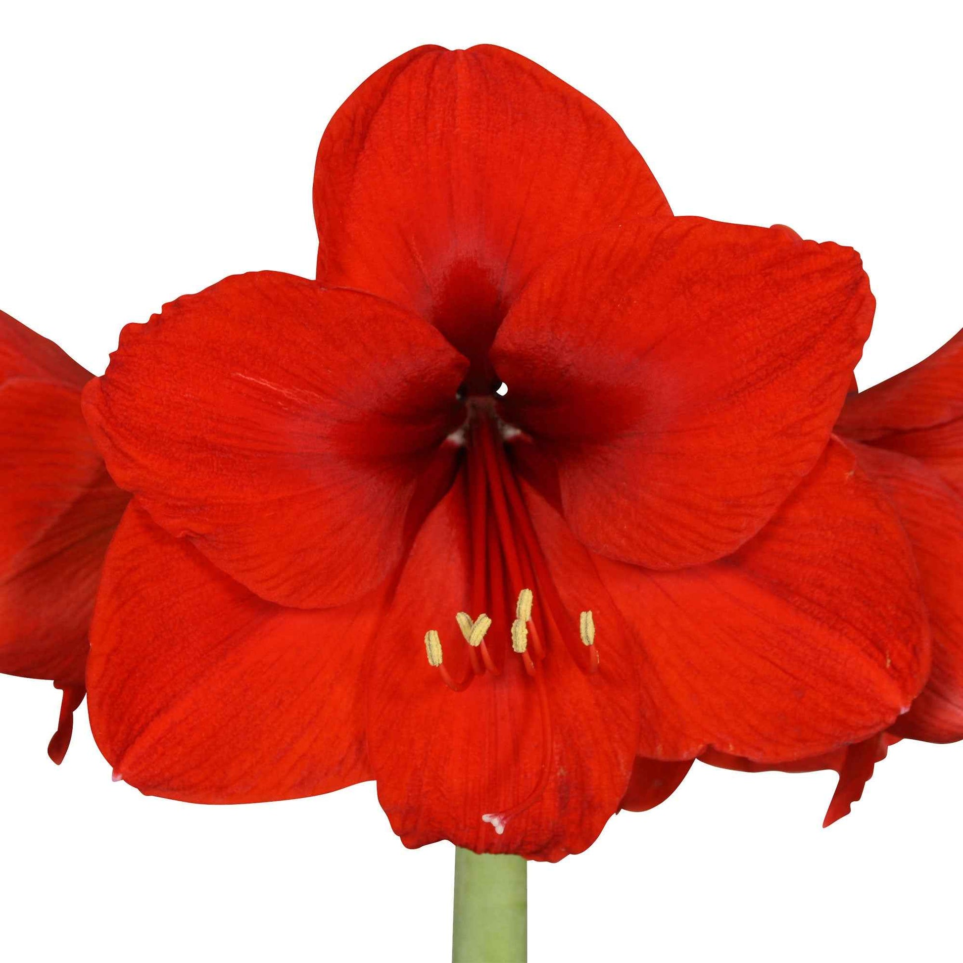 2x Amaryllis Hippeastrum rood incl. sierpotten - Alle populaire bloembollen