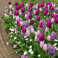 50x Bloembollen - Mix Royal Purple paars - Alle bloembollen