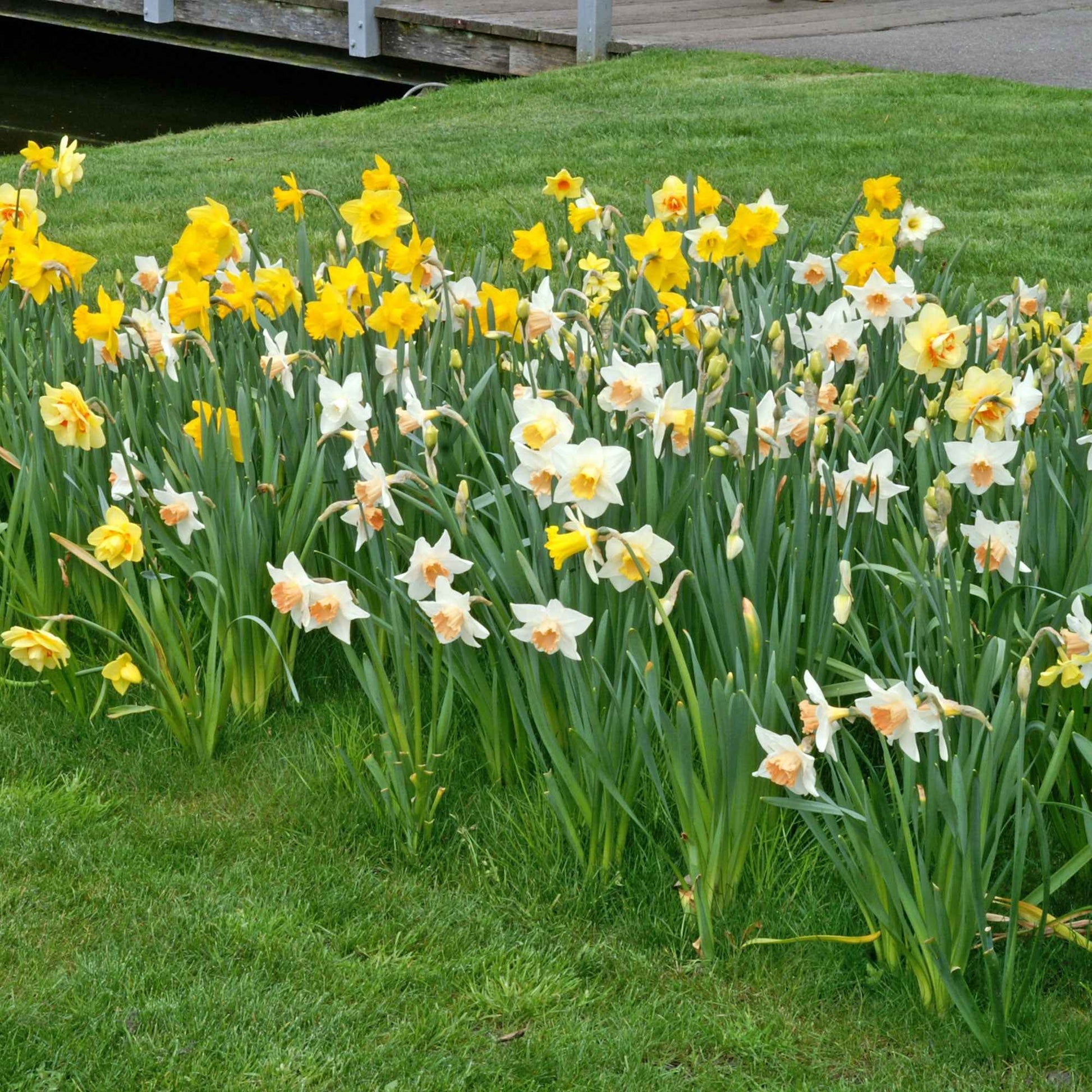 25x Narcissen Narcissus - Mix Dwarf biologisch geel-wit - Alle populaire bloembollen