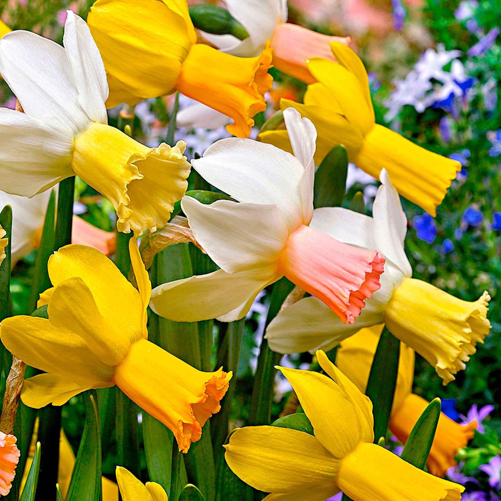 25x Narcissen Narcissus - Mix Dwarf biologisch geel-wit - Biologische bloembollen