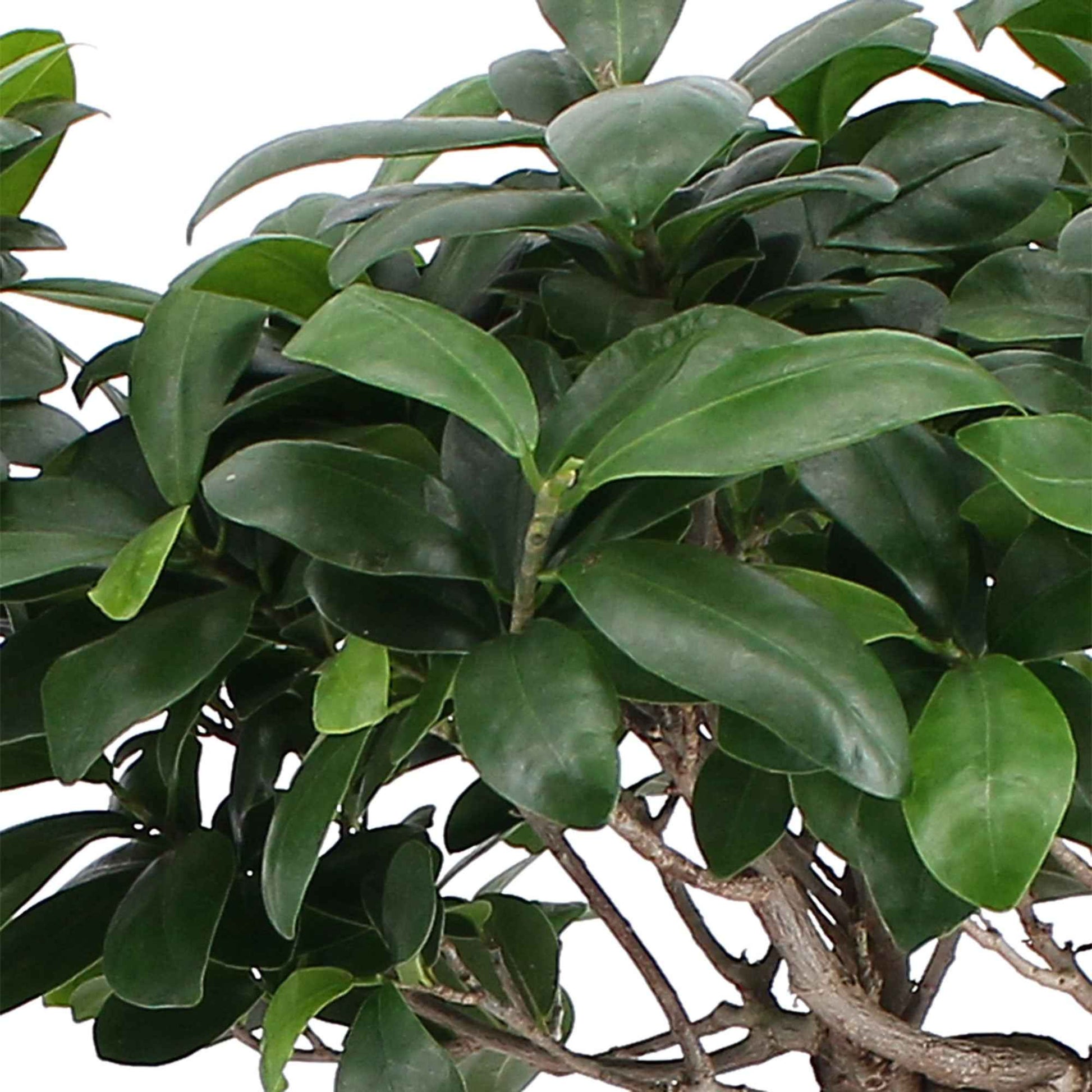 Bonsai vijg Ficus microcarpa Ginseng XL incl. mand - Groene kamerplanten