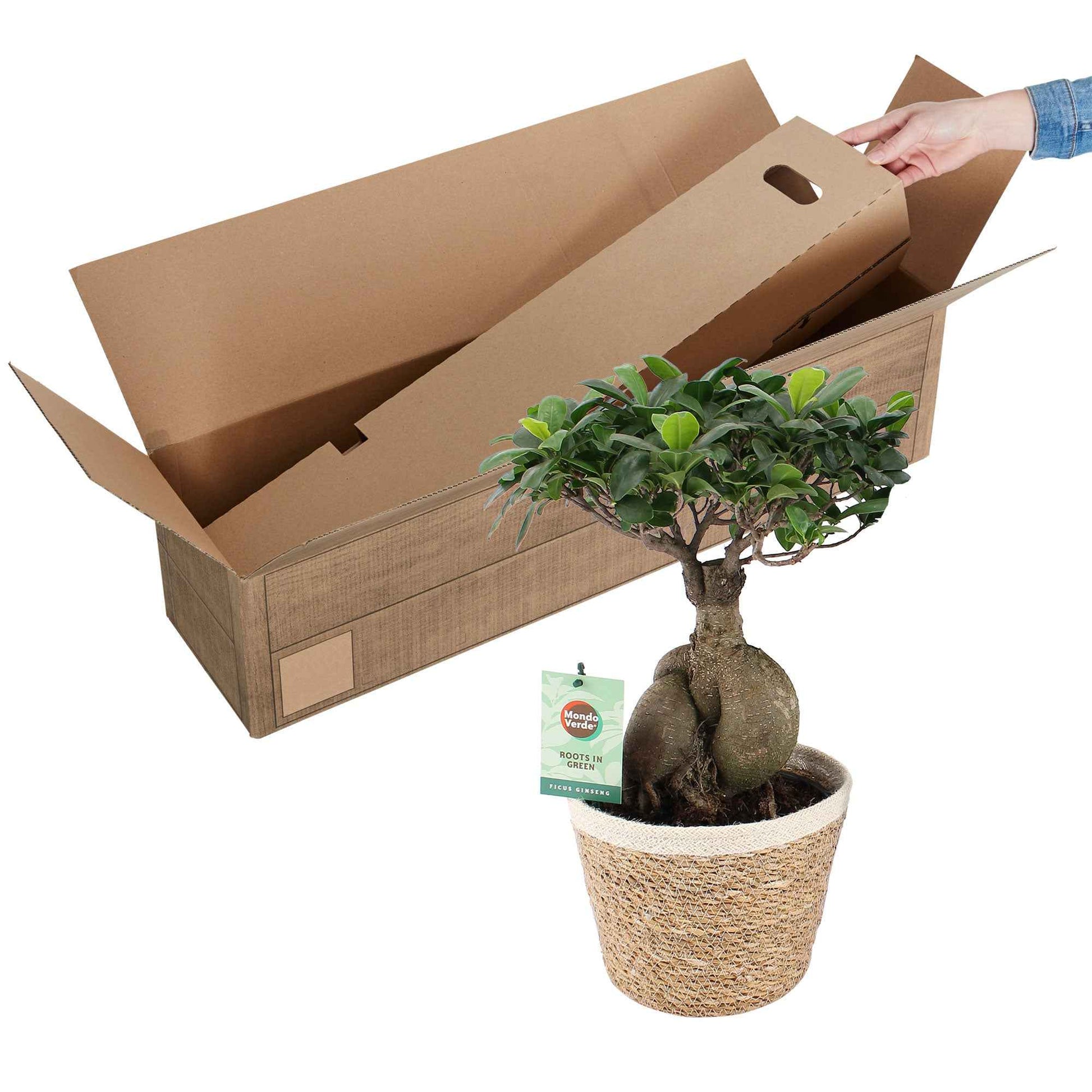 Bonsai vijg Ficus microcarpa Ginseng XL incl. mand - Huiskamerplanten