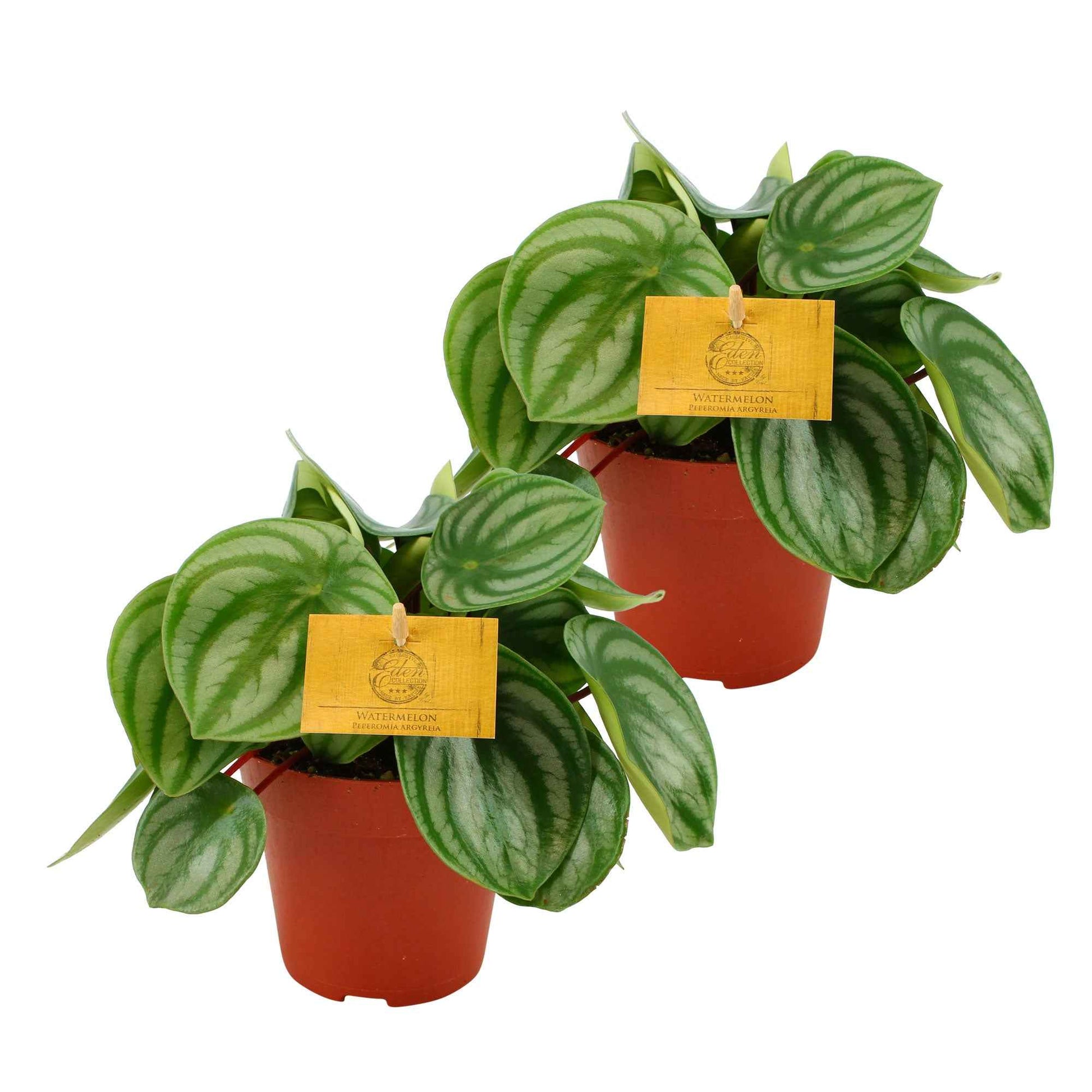 2x Peperplant Peperomia argyreia - Alle makkelijke kamerplanten