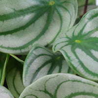 2x Peperplant Peperomia argyreia - Groene kamerplanten