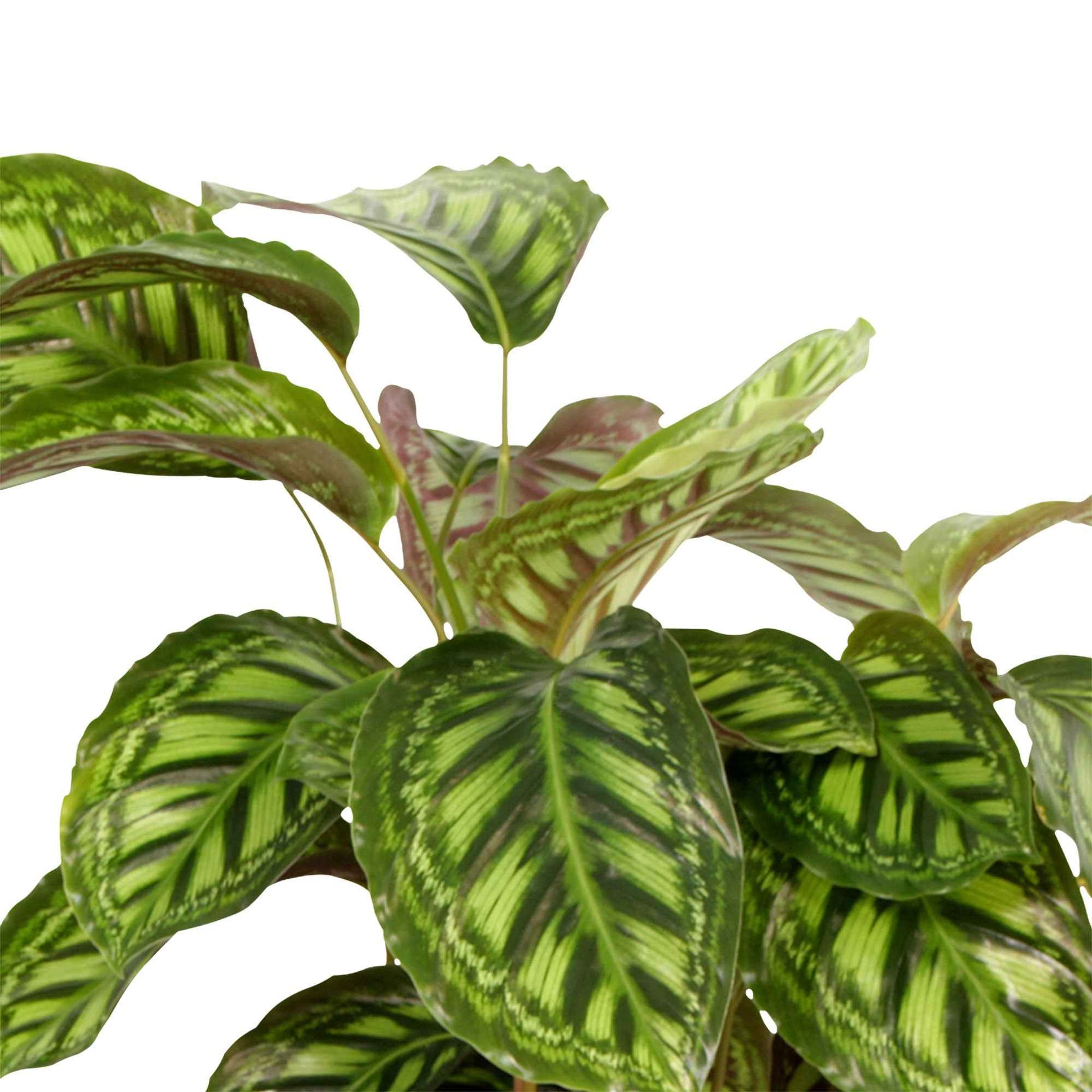 2x Bidplant Calathea Flamestar - Diervriendelijke kamerplanten