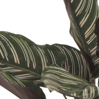 2x Bidplant Calathea Ornata - Binnenplanten in sierpot