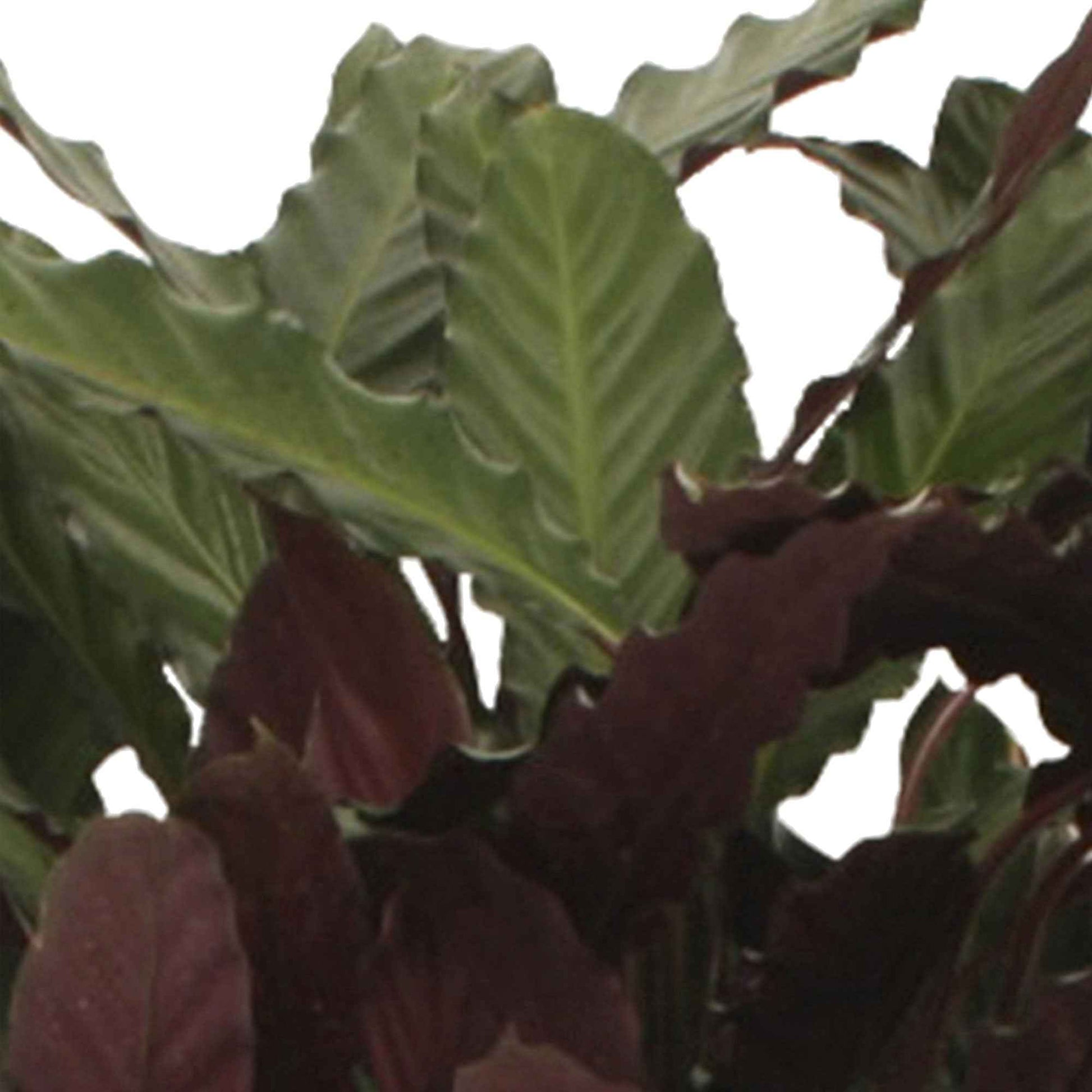 2x Bidplant Calathea Wavestar - Binnenplanten in sierpot