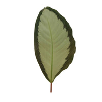 2x Calathea Argentea grijs-groen - Binnenplanten in sierpot