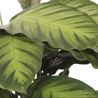 Bidplant Calathea Misto - Diervriendelijke kamerplanten