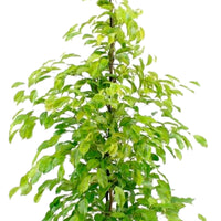 Treurvijg Ficus benjamina Reginald - Groene kamerplanten