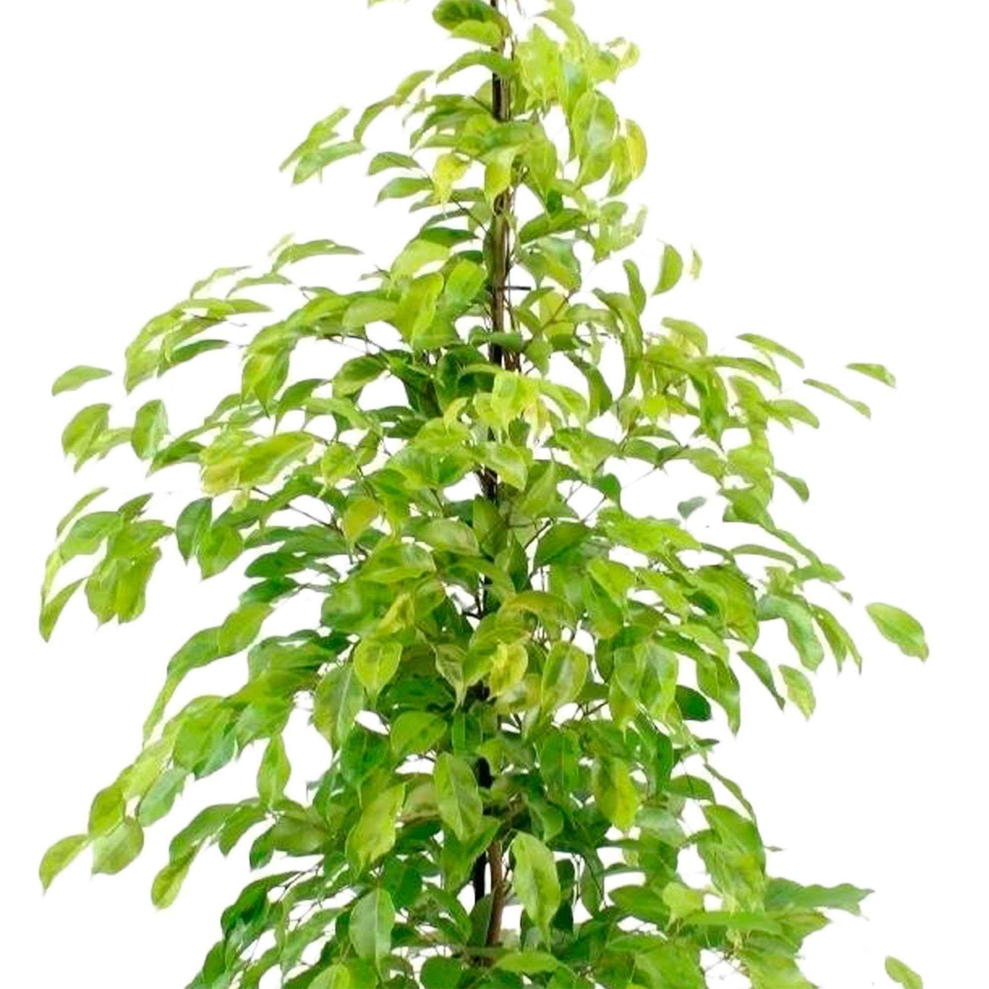 Treurvijg Ficus benjamina Reginald - Grote kamerplanten