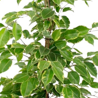 Treurvijg Ficus benjamina Golden King - Groene kamerplanten