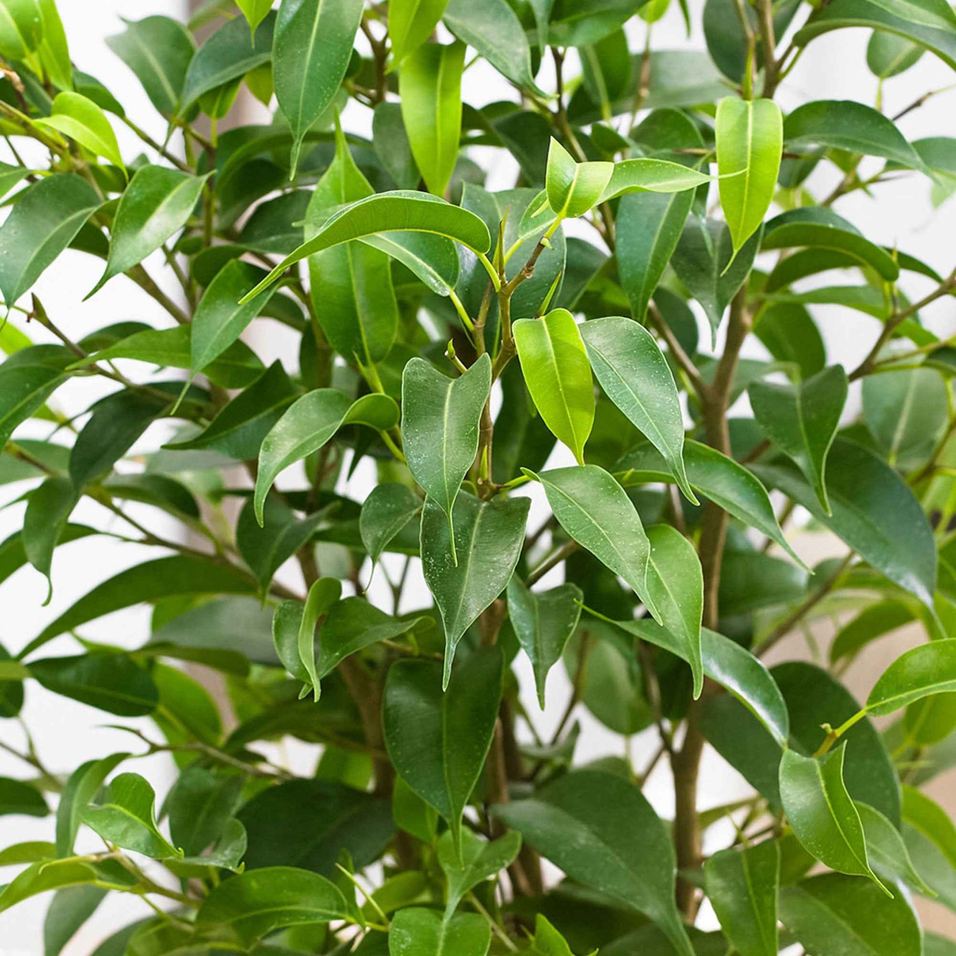 2x Treurvijg Ficus benjamina Natasja - Groene kamerplanten
