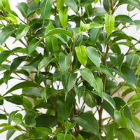 2x Treurvijg Ficus benjamina Natasja - Kamerplanten