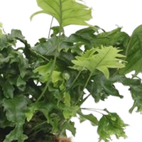 2x Varen Phlebosia Nicolas Diamond - Diervriendelijke kamerplanten