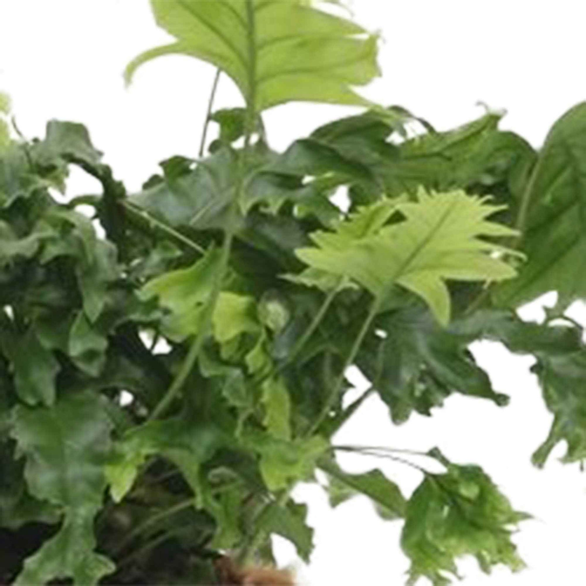 2x Varen Phlebosia Nicolas Diamond - Groene kamerplanten