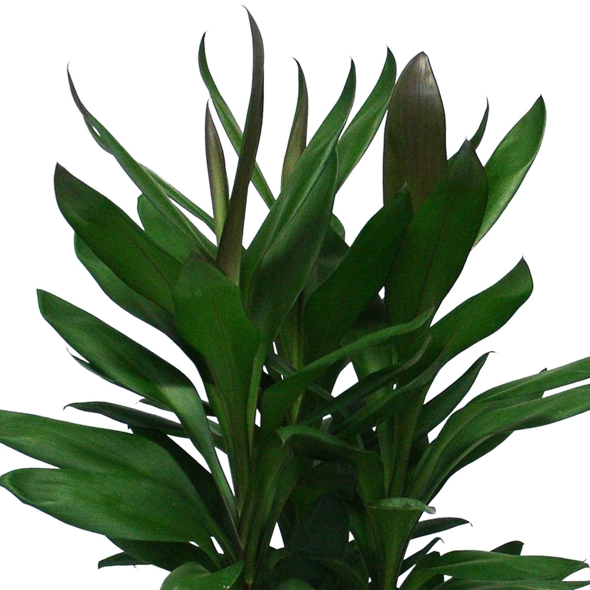 Geluksplant Cordyline Glauca - Huiskamerplanten
