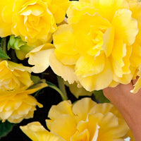 5x Begonia Yellow Flame Geel - Alle bloembollen