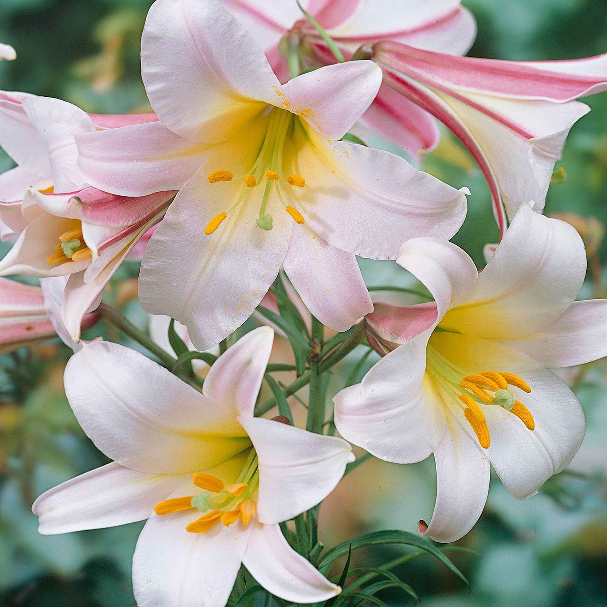 Lelie Lilium regale - Alle populaire bloembollen