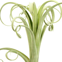 Bromelia Tillandsia Curly Slim - Bromelia s