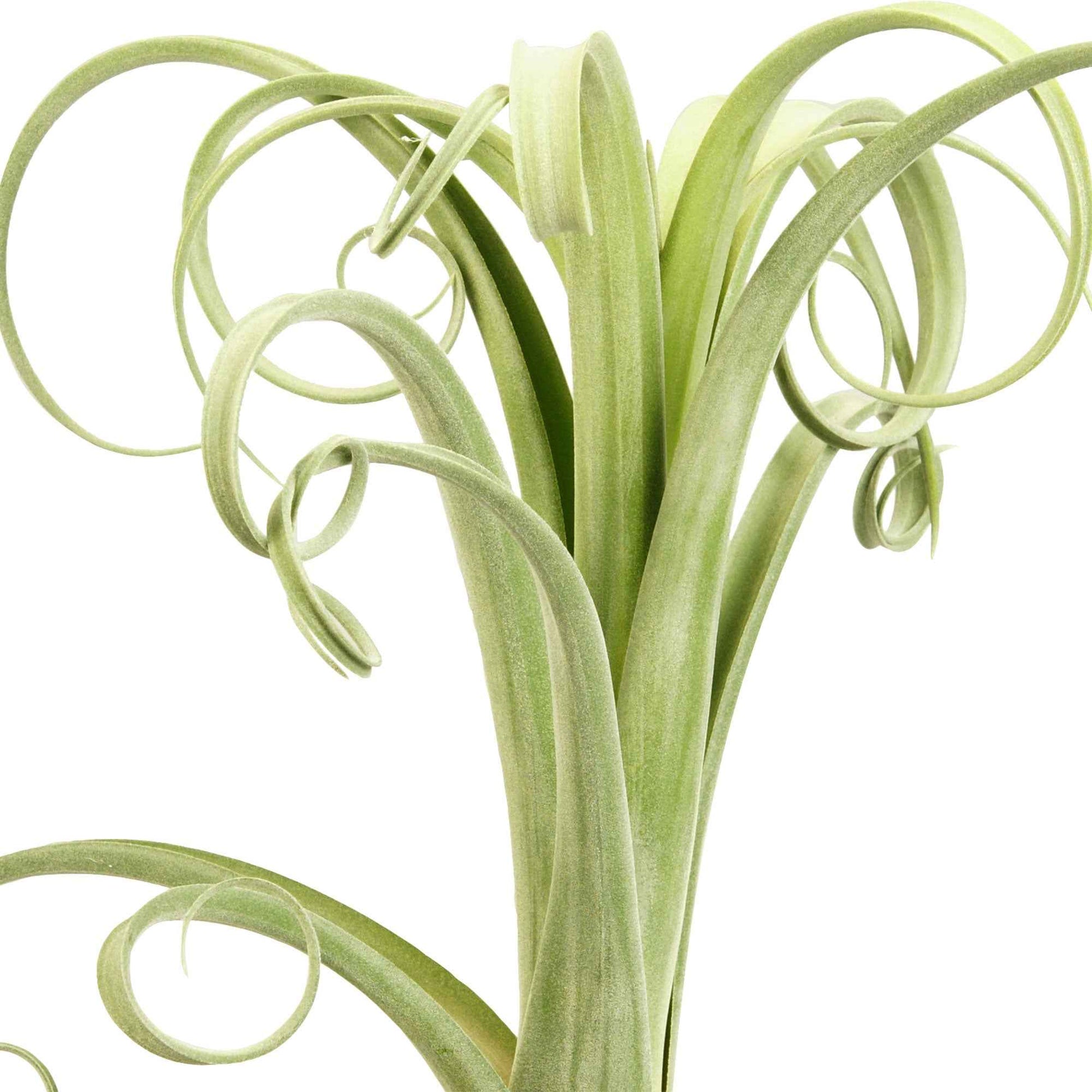 Bromelia Tillandsia Curly Slim incl. sierpot - Bloeiende kamerplanten