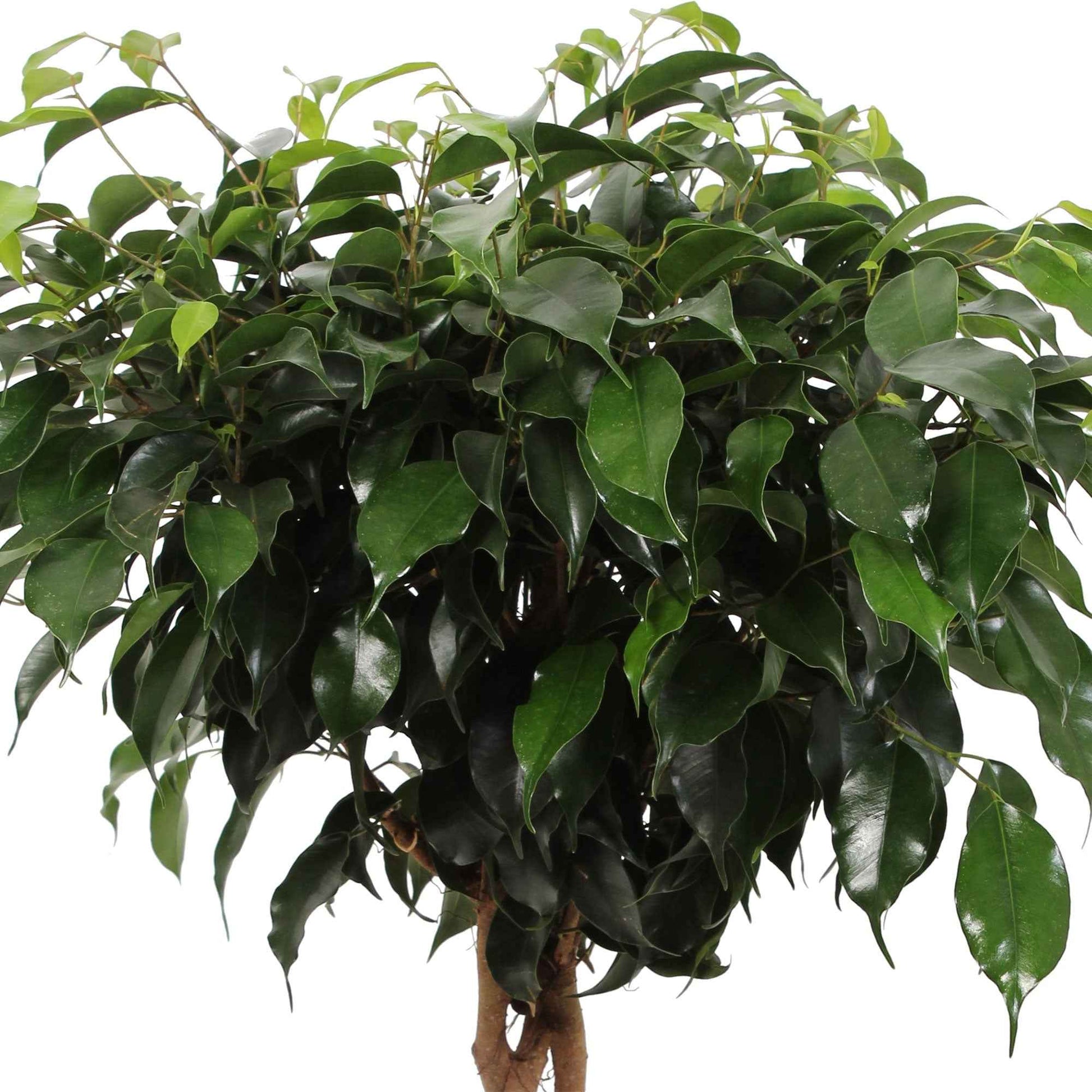 Treurvijg Ficus benjamina Daniëlle - gevlochten stam - Groene kamerplanten