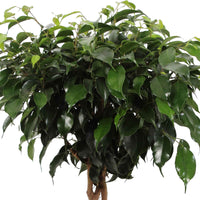 Treurvijg Ficus benjamina Daniëlle - gevlochten stam - Grote kamerplanten