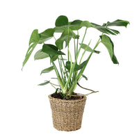 Gatenplant Monstera deliciosa incl. mand - Binnenplant in pot cadeau