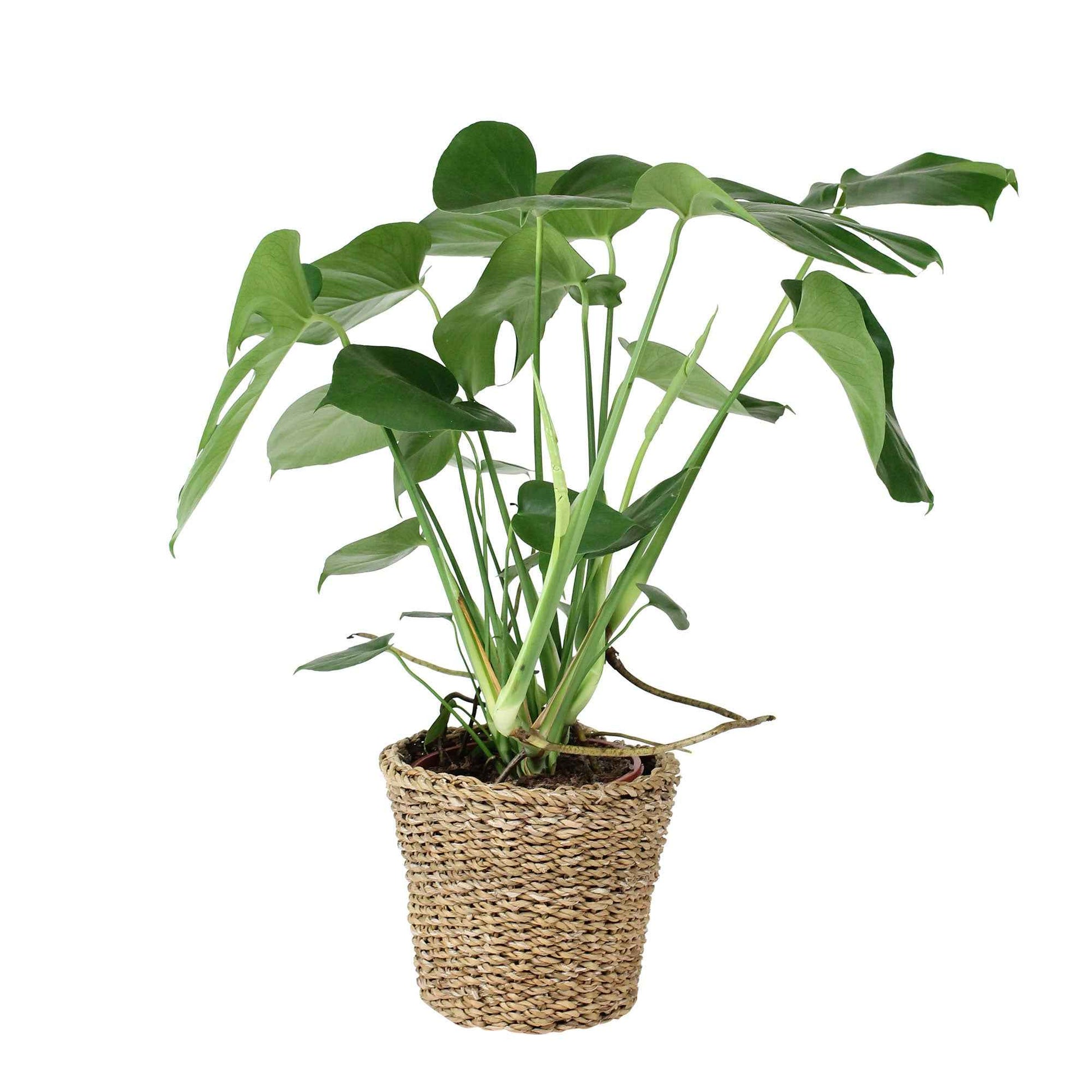 Gatenplant Monstera deliciosa incl. mand - Binnenplant in pot cadeau