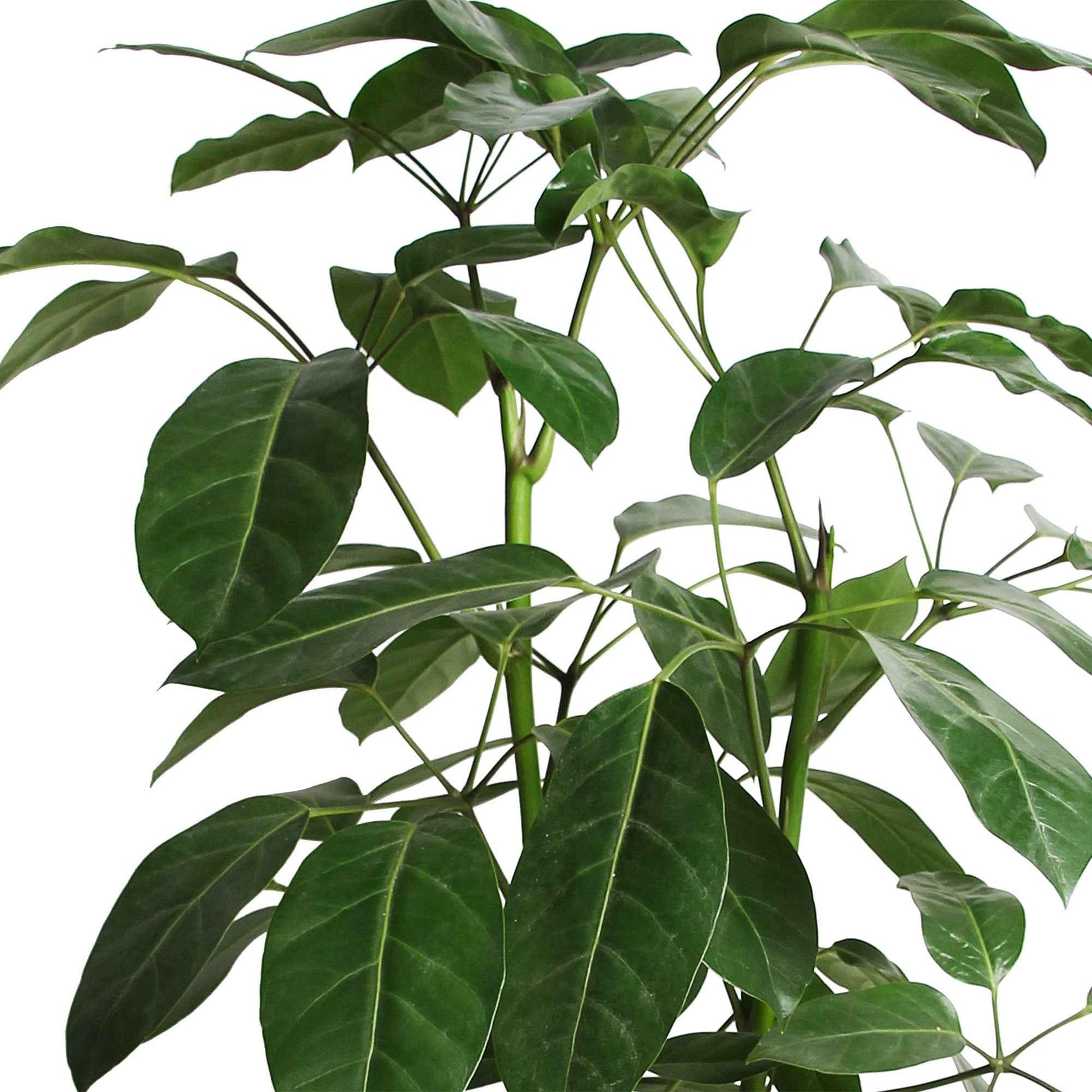 Vingersboom Schefflera Amate - Grote kamerplanten