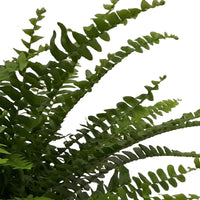 Krulvaren Nephrolepis Green Lady incl. betonnen sierpot - Binnenplanten in sierpot