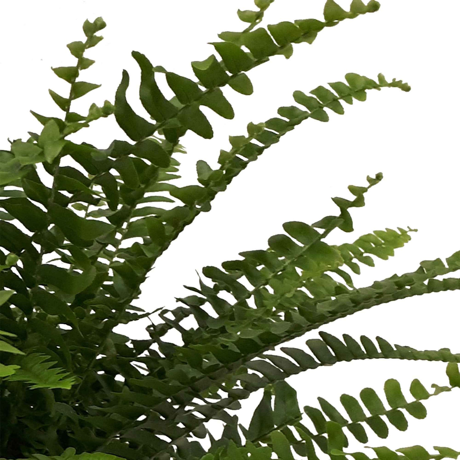 Krulvaren Nephrolepis Green Lady incl. betonnen sierpot - Diervriendelijke kamerplanten