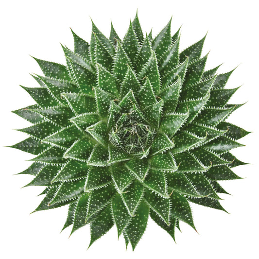 Succulent Aloe Magic Aloë Magic - Alle makkelijke kamerplanten
