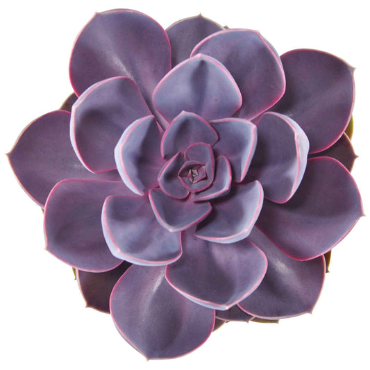 3x Succulent Echeveria Purple Pearl - Alle makkelijke kamerplanten