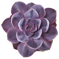 3x Succulent Echeveria Purple Pearl - Groene kamerplanten