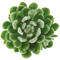 3x Succulent Echeveria setosa - Groene kamerplanten