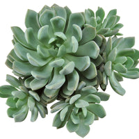 3x Succulent Pachyveria scheideckeri - Alle makkelijke kamerplanten