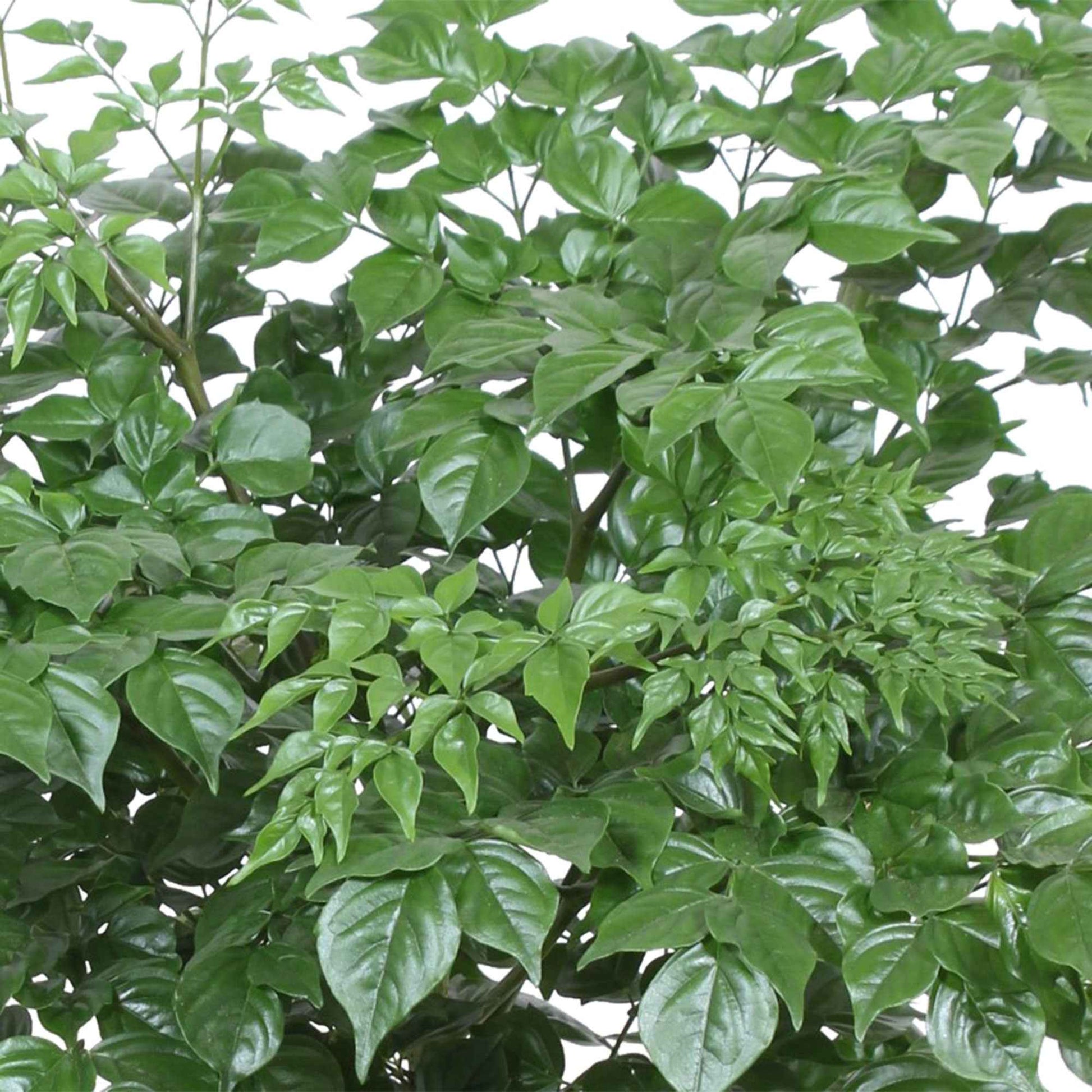 Radermachera sinica - Huiskamerplanten
