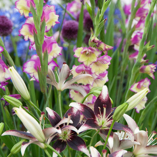 12x Gladiool Gladiolus Flevo Laguna + 3x Lelie lilium Curitiba Gemengde kleuren - Alle bloembollen