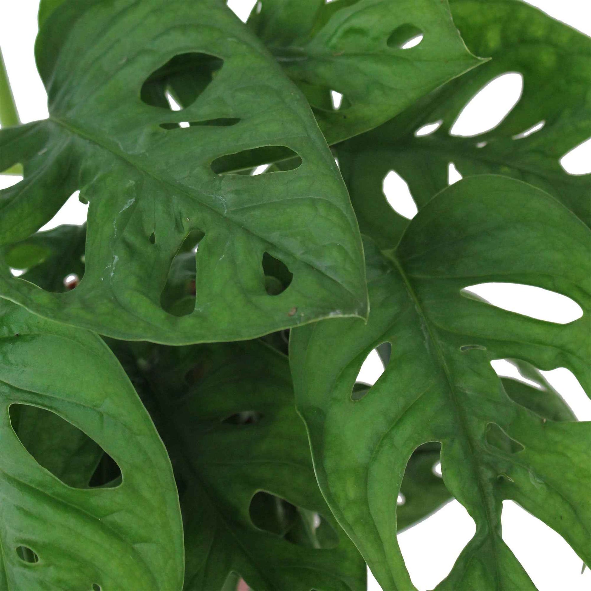 Gatenplant Monstera Monkey Leaf incl. sierpot - Hangplant - Groene kamerplanten